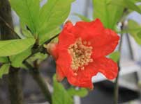 granat-bloem
