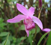 orchidee