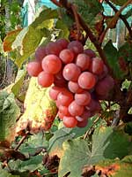 grapes