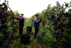 collecting grapes