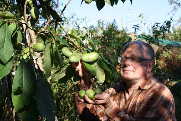 Paw paw oogst