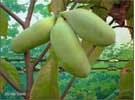 pawpaw