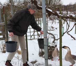 water voor ganzen